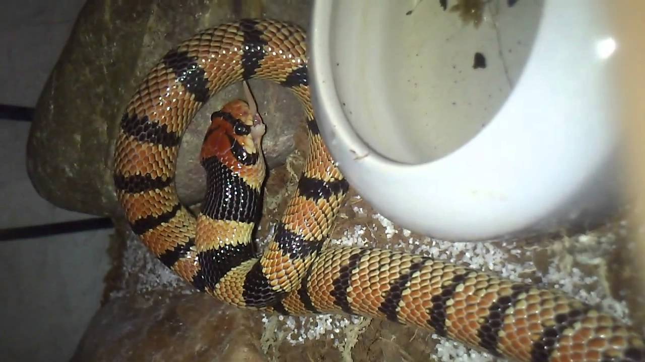 aspidelaps lubricus lubricus