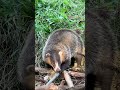 括り罠に掛かったアナグマ🦡　メス　体長59cm 2022/10/31 #有害鳥獣駆除