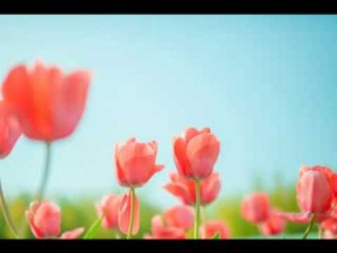 ヴィヴァルディ　ヴァイオリン協奏曲集 《四季》 Op.8-1 "春"　： 第1楽章
