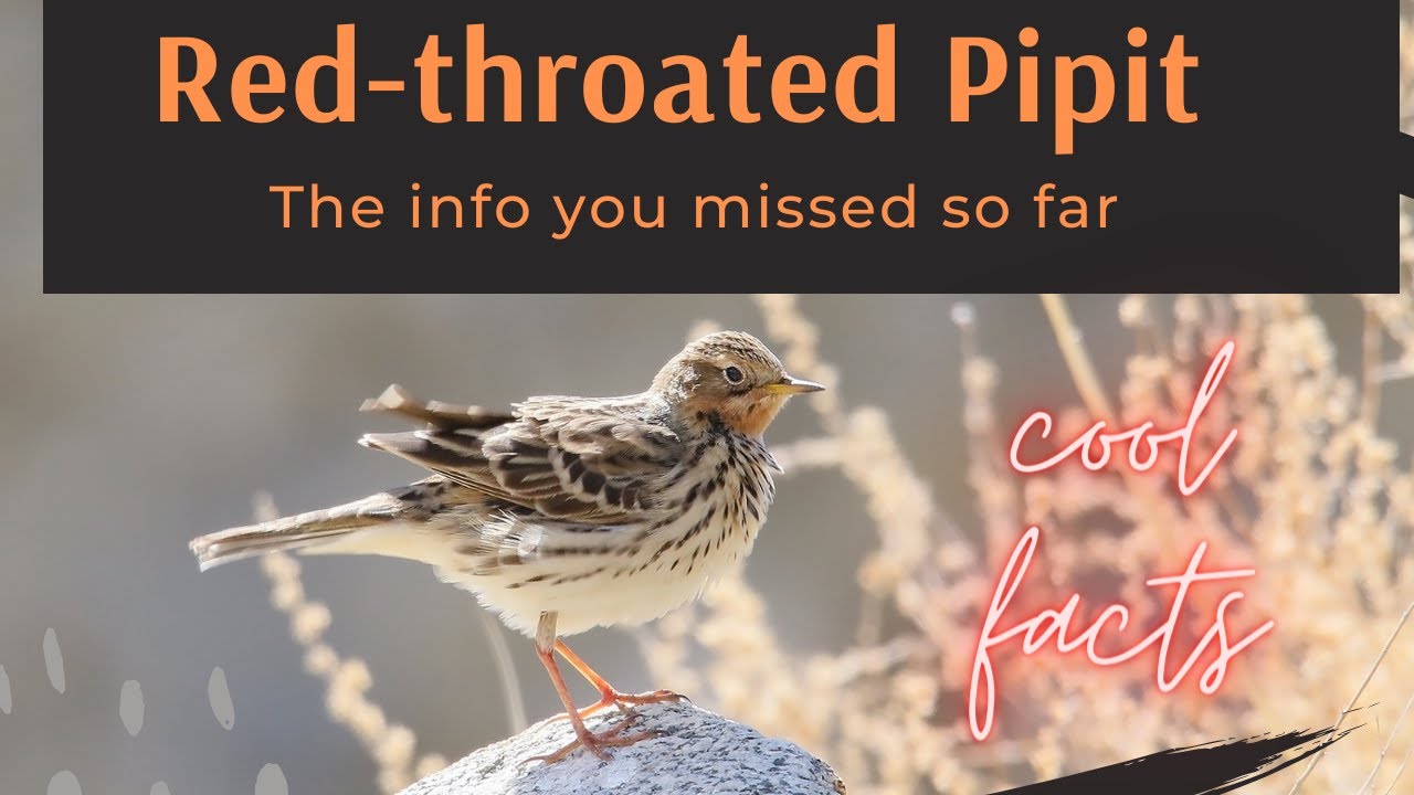 Red-throated Pipit facts 🦜 breeds infar north Europe Palearctic, with foothold in northern Alaska