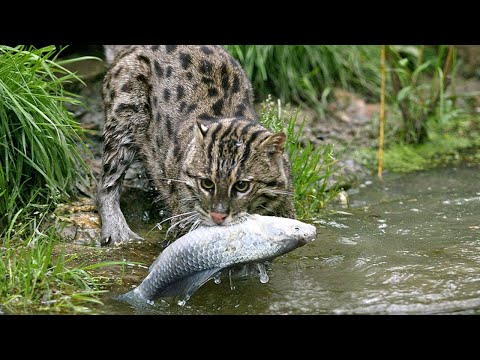 Кошка-рыболов – охотится даже Под водой! Скрытный мастер рыбной ловли!