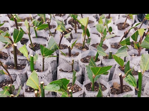Video: Kesimlerden Defne Ağacı Yetiştirme: Defne Kesimlerini Nasıl Yayacağınızı Öğrenin