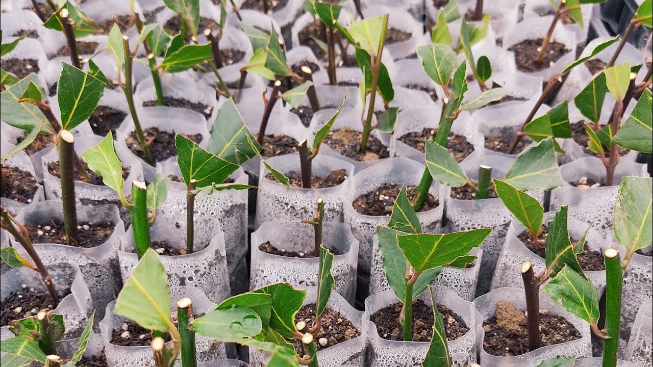 Defne Üretimi 1 (Dal Köklendirme)