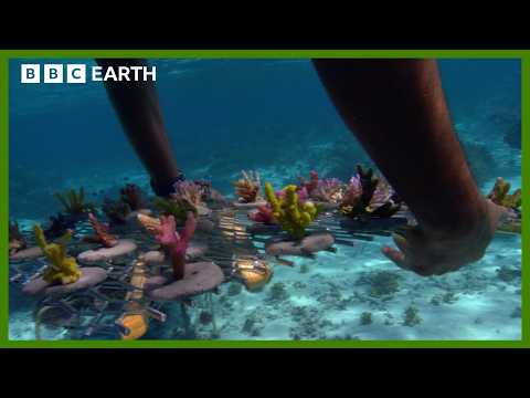 Reviving A Coral Paradise In The South Pacific | BBC Earth