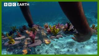 Reviving A Coral Paradise In The South Pacific | BBC Earth