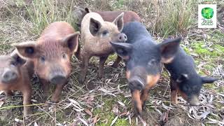 Piglets winter part 2