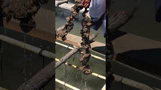 #ostiones cultivados de la Boca de Camichín #pacífico_centralmx