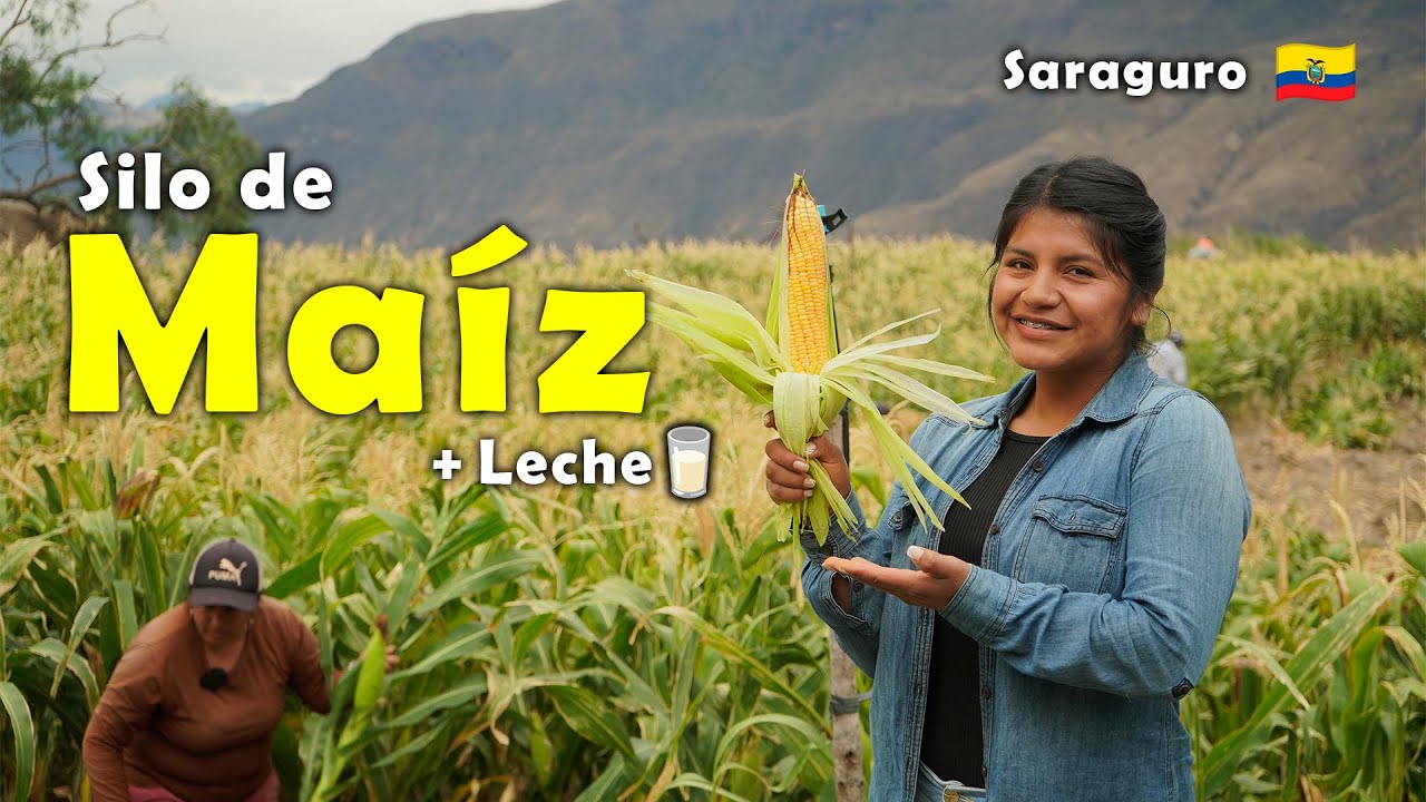 Silo de Maíz 🌽 | El Mejor Alimento para Producir Más Leche 🥛🐄