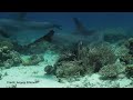 Amazing footage shows dolphins queuing up to self-medicate skin ailments at coral 'clinics'