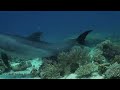 Amazing footage shows dolphins queuing up to self-medicate skin ailments at coral 'clinics'