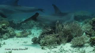 Amazing footage shows dolphins queuing up to self-medicate skin ailments at coral 'clinics' by Metro Newspaper UK 468 views 1 year ago 55 seconds