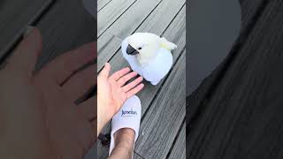 Sweet Pea stole my slipper to show the dog but he wasn’t interested 🦜😢