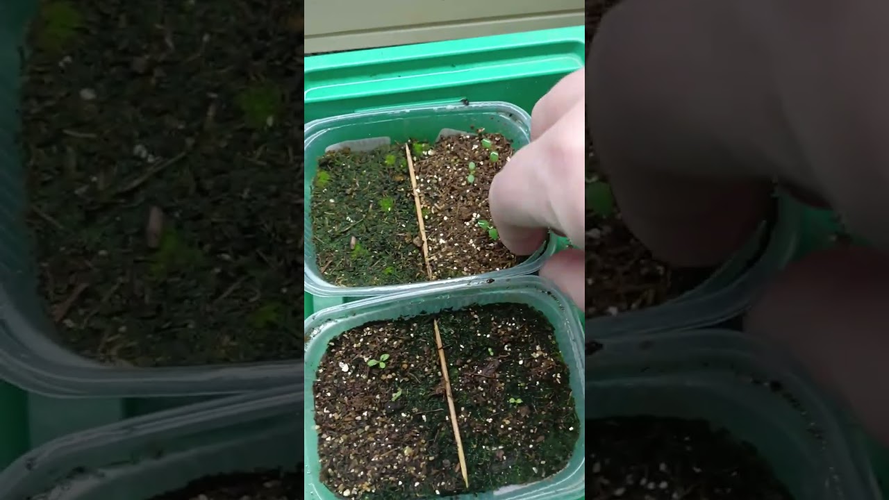 рассада 2026 год.