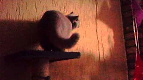 Watch the video about British shorthair cleo