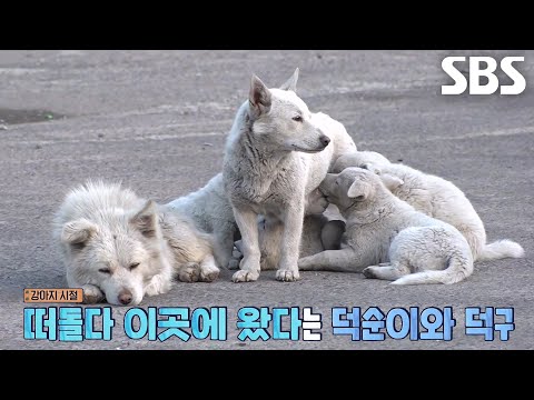 덕순이네 가족, 공장 안 견사에서 생활하고 있었던 이유