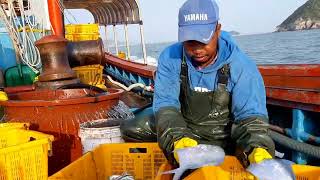 Servisu Peskas Iha Korea