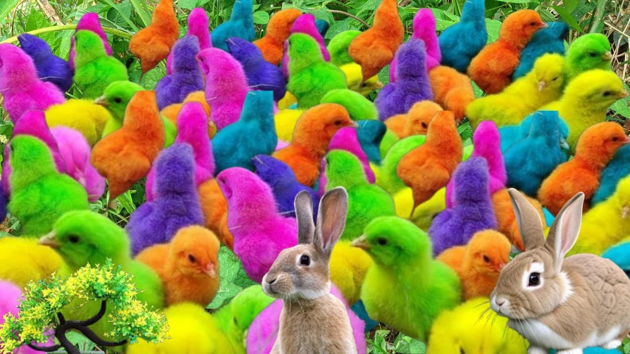 Catch Cute Chickens, Colorful Chickens, Rabbits, Goose goose ducks, Rainbow chicks