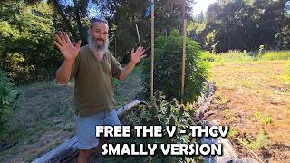 FREE THE V! - THCV - HARVESTING 7/5/26