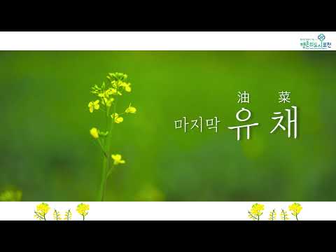 포천을 노랗게 물들인 포천 한탄강 유채! 마지막 유채를 만나보세요!