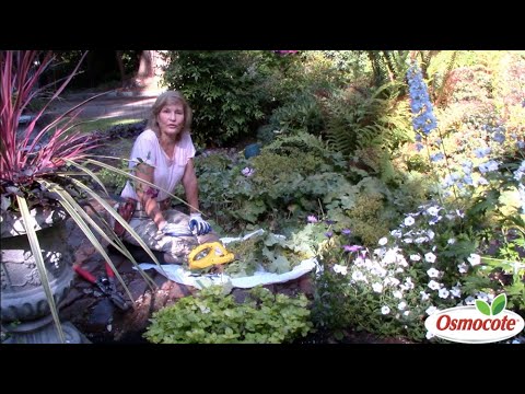 Video: Lady's Mantle Plant: coltivare e prendersi cura del mantello della signora