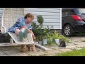 Кошки наглеют / Знакомство с Женей / Ответ про сайдинг / Готовим кукурузу 16 июля 2021 г.