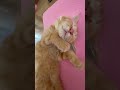 Sleeping cat #cutecat #cat #sleepingcat #orangecat