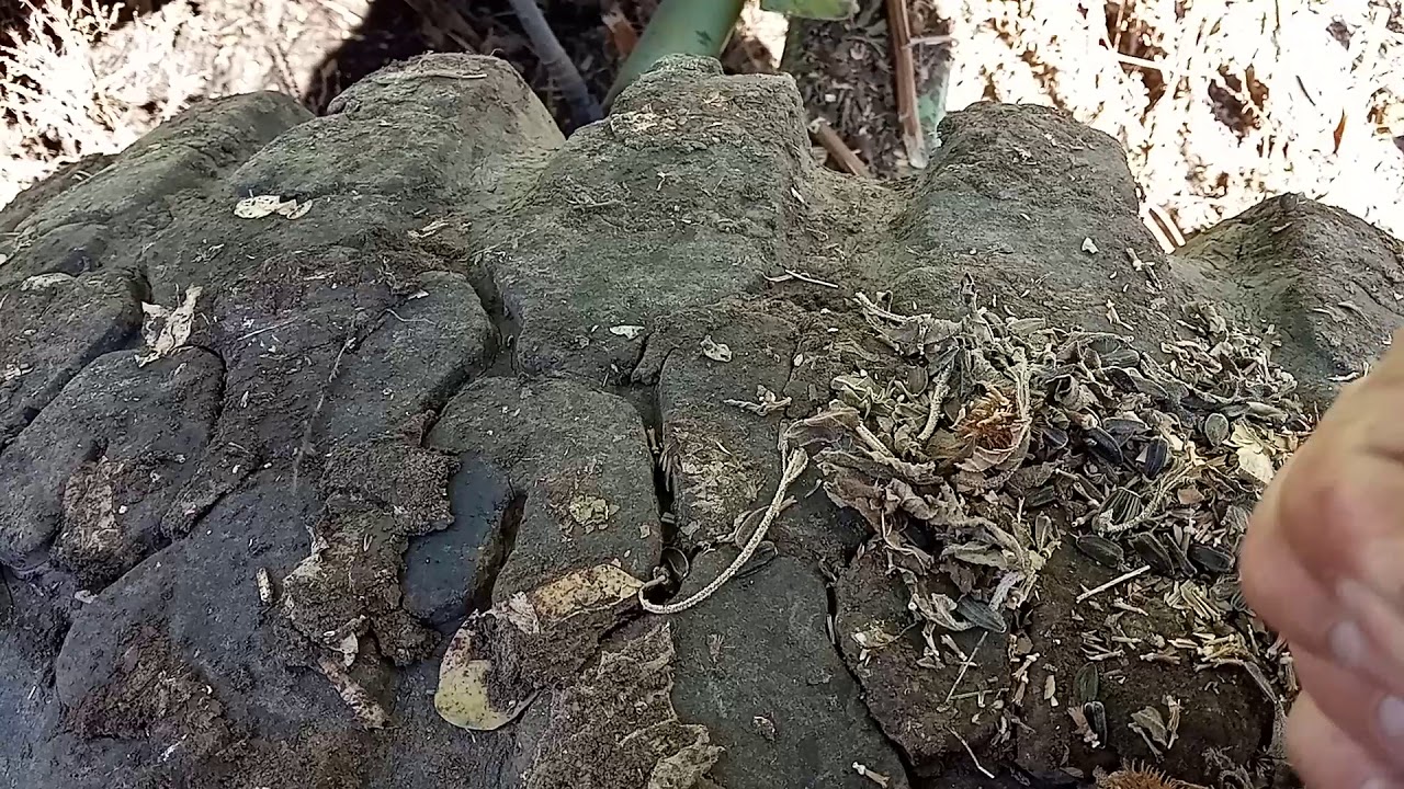 Dominator 106 уборка подсолнуха