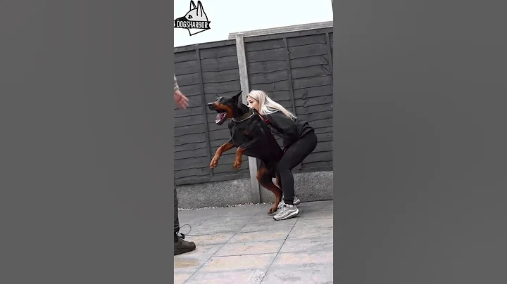 Aggressive Doberman Pinischer Military Training Skills #dogs #dog #dogshorts #viral