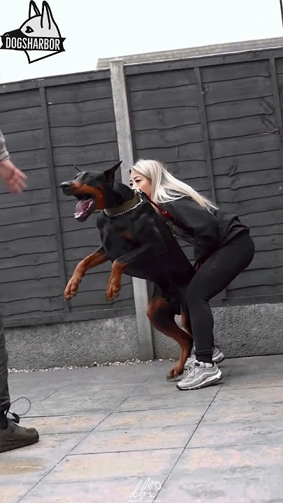 Aggressive Doberman Pinischer Military Training Skills #dogs #dog #dogshorts #viral