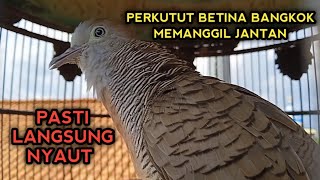 PERKUTUT BANGKOK BETINA GACOR MEMANGGIL JANTAN - BIKIN PERKUTUT BANGKOK LANGSUNG BUNYI