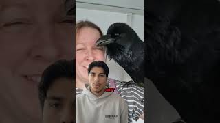 Why are crows so smart, basicly like a human #wildlife #crow #smart