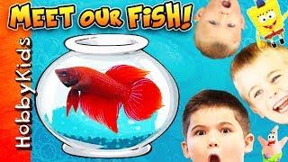 We Get New Fish and Tanks + Surprise Eggs with HobbyKids