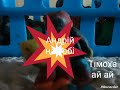 прощавай назавжди Тімоха 