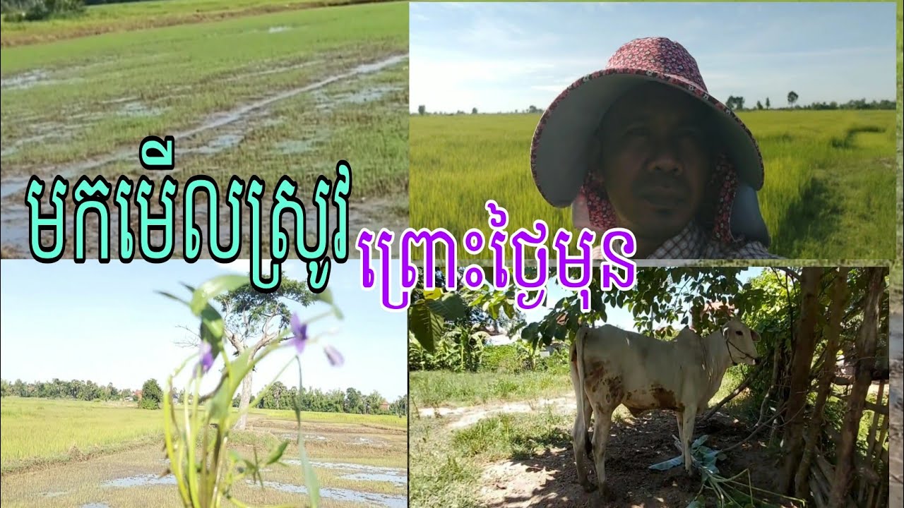 មកមើលស្រូវព្រោះពីរថ្ងៃមុន!!!ជីវិតប្រចាំថ្ងៃ#Farmer's life