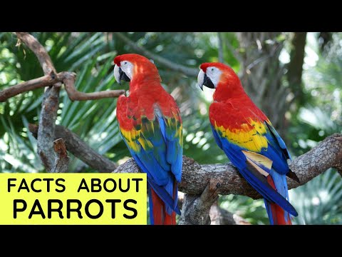 Video: Fascinerende fakta om 4 typer papegøyer