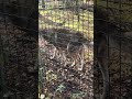 Wolf vs dog moment 🐺🐕Миг между волком и собакой 🐺🐕