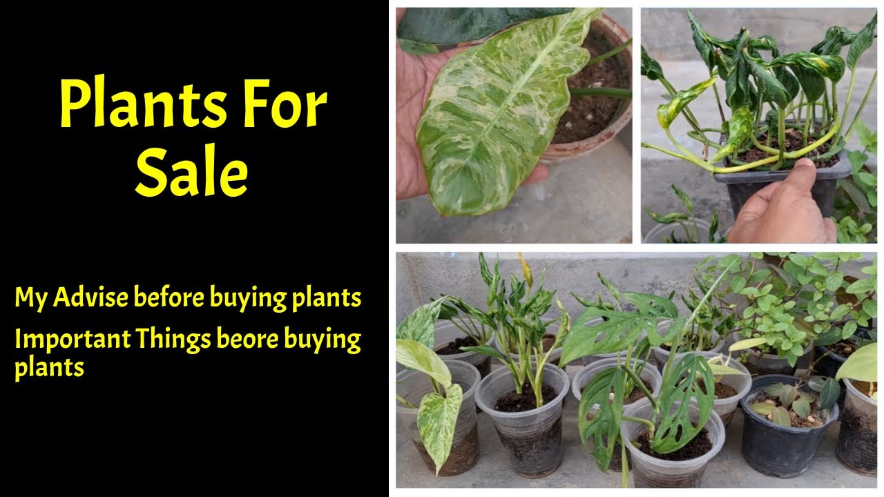 Important Tips Before Buying Plants | Guide for Plant Lovers 🌱🌿 | Best Plants for Your Home