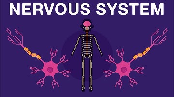 Nervous System - Get to know our nervous system a bit closer, how does it work? | Biology
