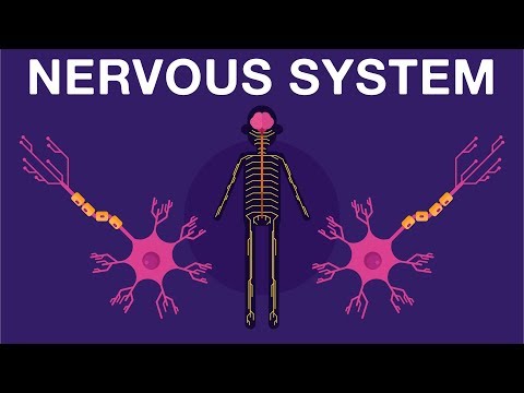 Sistem Saraf - Kenali lebih dekat sistem saraf kita, bagaimana cara kerjanya? | Biologi