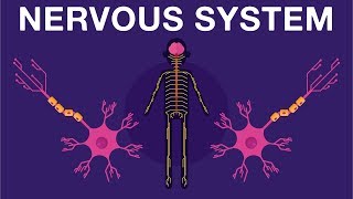 Nervous System - Get to know our nervous system a bit closer, how does it work? | Biology