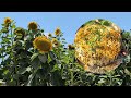 Garden update: Check out what's growing on in my garden at the end of June