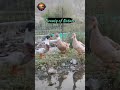 Beauty of Nature #viral_video #trendingvideo #beautiful #amazing #entertainment #funny #duck #nature