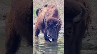 Bison 🦬 #bison #animallife