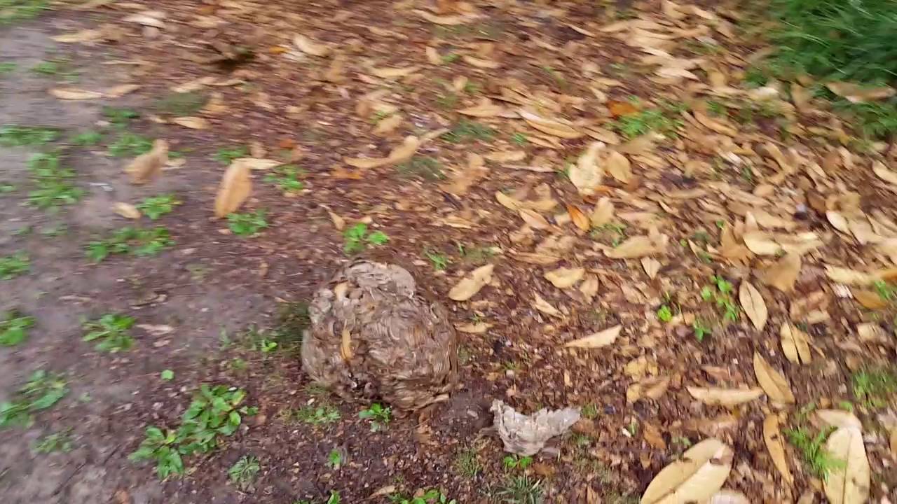 removal of fallopian tube Hornets up close!