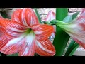 Amarillilos flores de bulbo