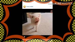 first intro best shot......