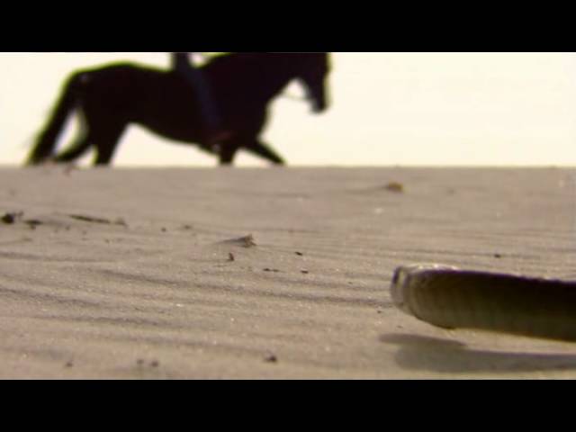 Змеи:Черная мамба