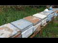 Kılıç Arılarını Parçaladım Geliyor Belfast,Karniyollar..! #arıcılık #aricilik #beekeeping #arıkovanı