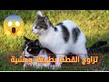 عملية تزاوج بين القطط علامات التزاوج بالتفاصيل - YouTube
