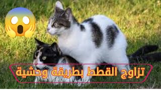 عملية تزاوج بين القطط علامات التزاوج بالتفاصيل - YouTube